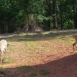 11036033_713030685472237_5825142724871000743_n