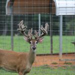 1505_deer