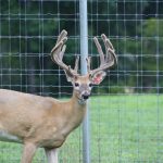 1507_deer