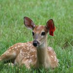 1601_Deer